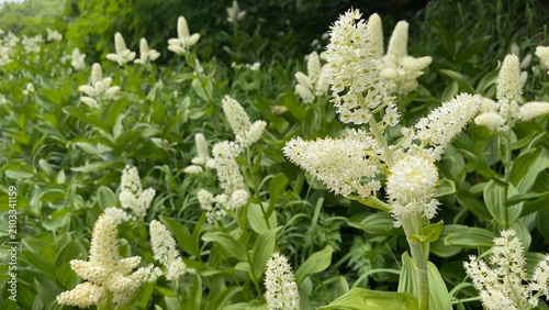 高山植物