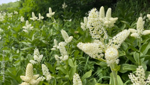 高山植物