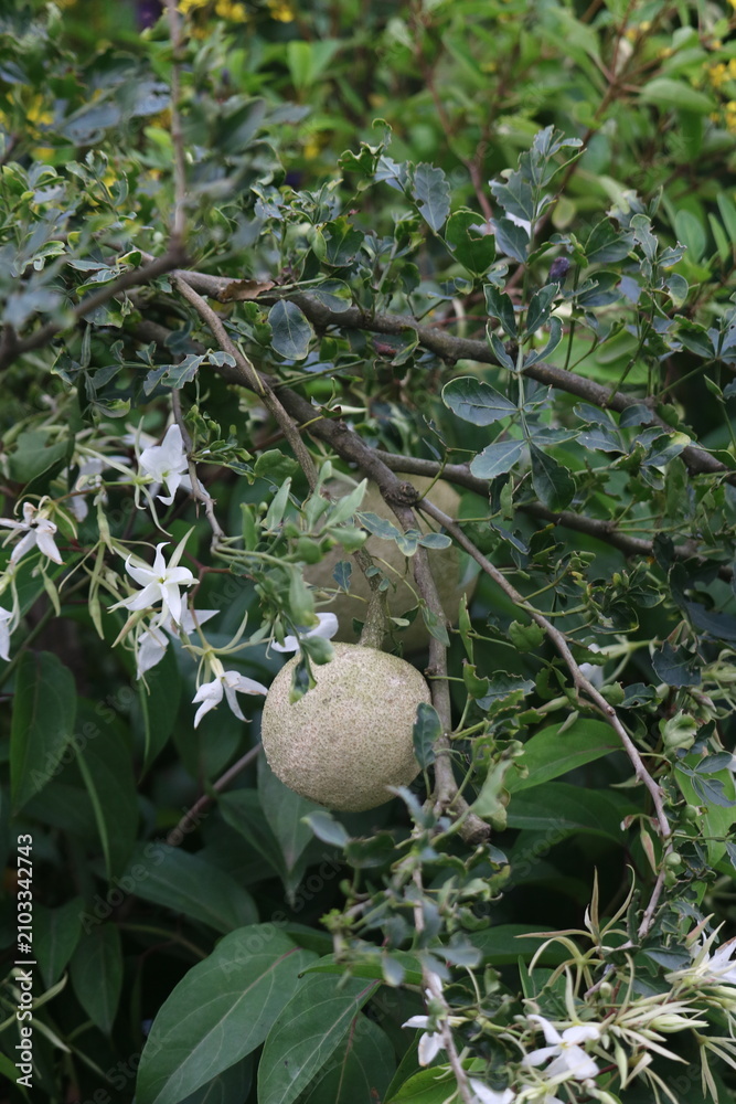 Fototapeta premium Round textured seed pod among white jasmine flowers with botanical greenery blooming gardening fragrant climbing