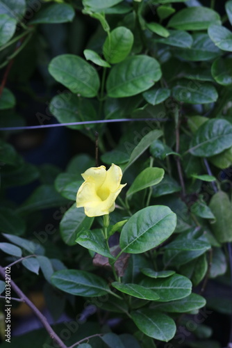 Canvastavla Single yellow trumpet flower among lush green foliage with botanical climbing ou
