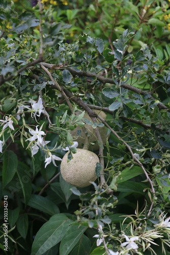 Round textured seed pod among white jasmine flowers with botanical greenery blooming gardening fragrant climbing