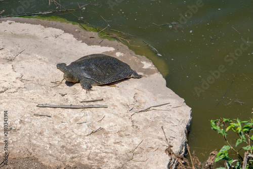 Quadro su tela African Softshell Turtle at Nahal Alexander, Israel