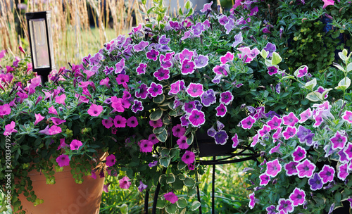 Colorful petchoa flowers overflow a garden container, blending petunia sized blooms with calibrachoa toughness in vivid pink, purple, and white for a lush, low maintenance summer display.