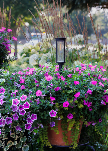 Colorful petchoa flowers overflow a garden container, blending petunia sized blooms with calibrachoa toughness in vivid pink, purple, and white for a lush, low maintenance summer display.