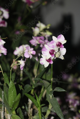 Quadro su tela Close up of purple and white dendrobium orchid flowers in bloom with dendrobium