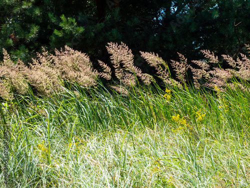 Slika na platnu Ground reed grass, Calamagrostis epigejos