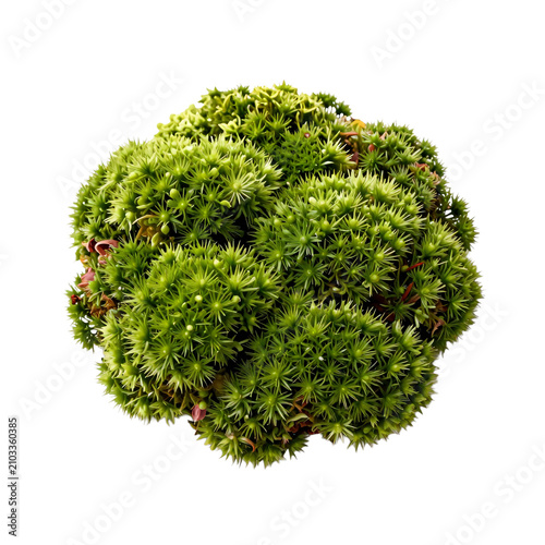 Luminous clumps of heath star moss create a vibrant botanical arrangement