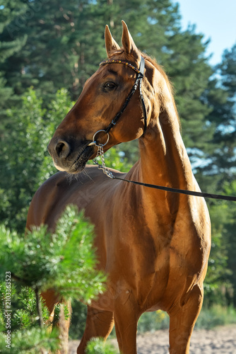 portrait of beautiful chestnut  horse posing around pine tees at sunny evening