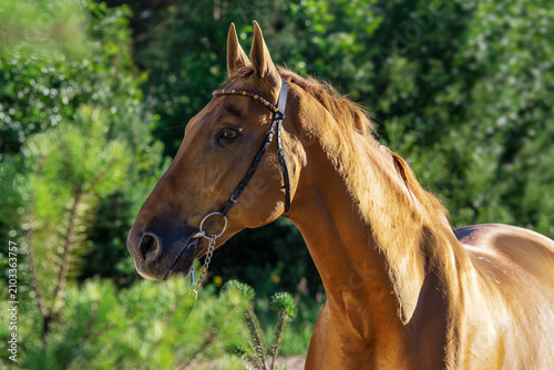 portrait of beautiful chestnut  horse posing around pine tees at sunny evening