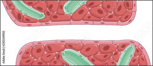 Close-up of red blood cells in a microscope view. Scientific cellular analysis for medical research and diagnostics.