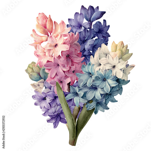Photography Hyacinth Bouquet watercolor vector, hand-painted style, high-quality illustration isolated on white background
