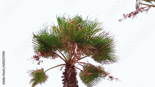 Palm tree with lush green fronds swaying gently against a clear sky, showcasing the vibrant foliage and textured trunk in a tropical setting