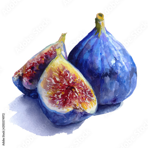 фотографія Fig watercolor vector illustration, high-quality artwork isolated on a pure white background