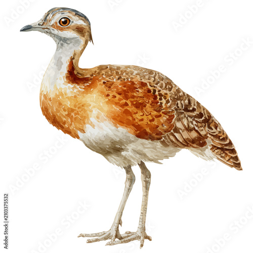 Konstfotografi Bustard watercolor vector illustration, high-quality artwork isolated on a pure white background