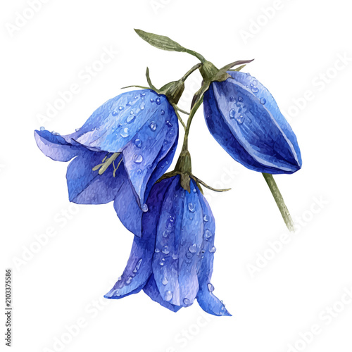 Foto Bluebell watercolor vector, hand-painted style, high-quality illustration isolated on white background