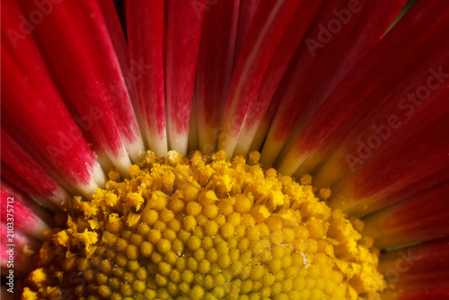 Konstfotografi Macro detail of red daisy flower petals and yellow center with macro photography