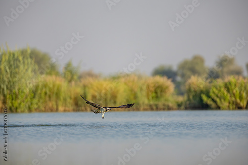 Canvas Print Osprey gliding low across the wetland with talons lowered