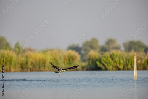 Photography Osprey gliding across the lake toward a wooden marker