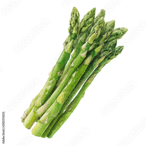 Photography Stylized watercolor Asparagus vector, modern artistic illustration with high-quality details on a pure white background