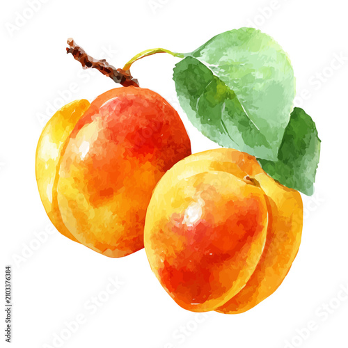 фотографія Apricot watercolor vector illustration, high-quality artwork isolated on a pure white background