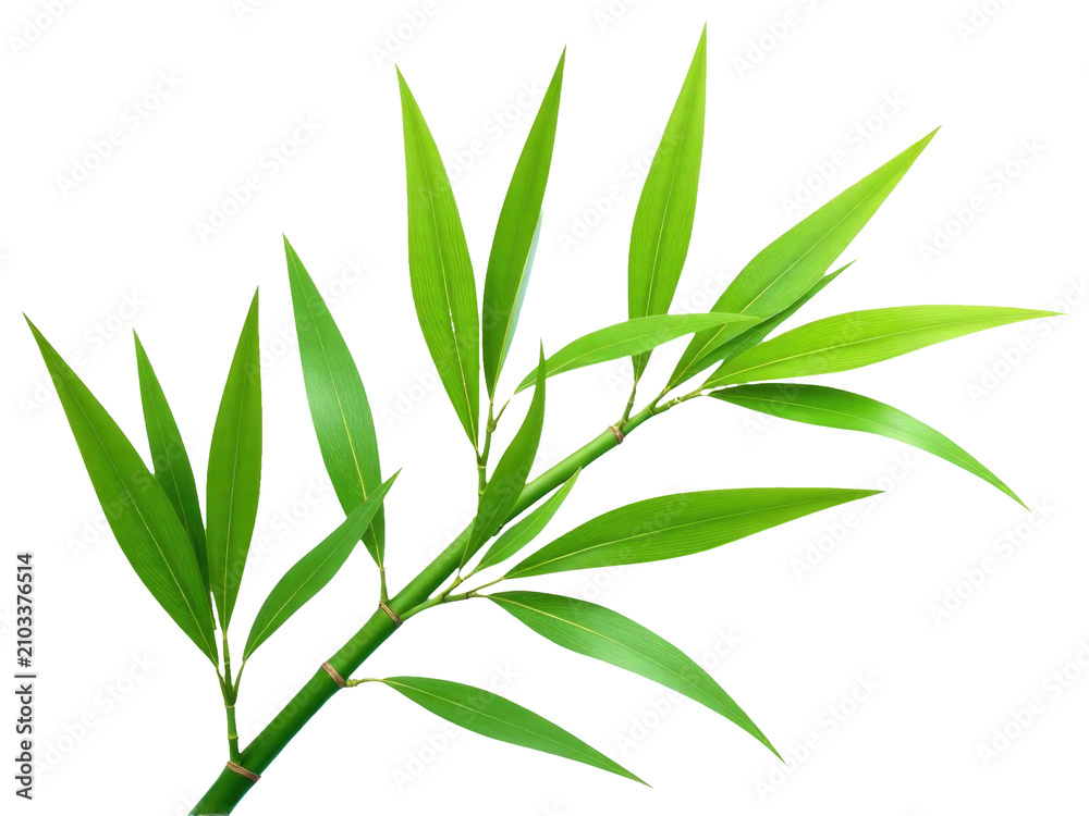 Fototapeta premium A detailed view of a plant's foliage showing green leaves and stems