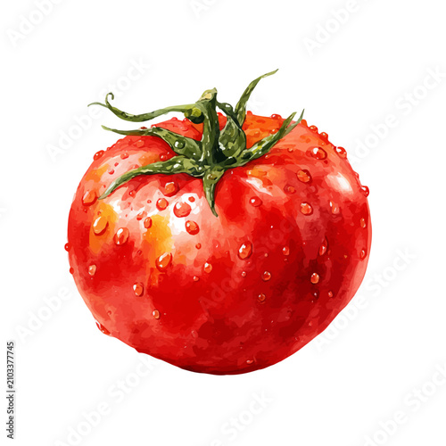Принти на полотні Tomato watercolor vector illustration, high-quality artwork isolated on a pure white background