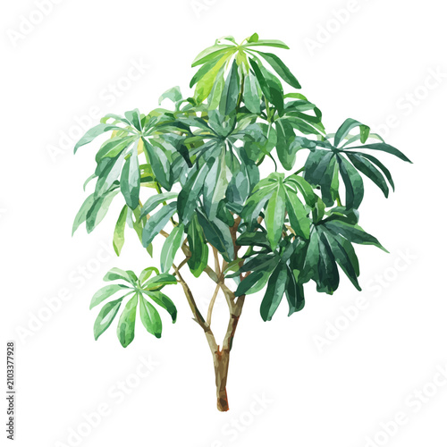 Foto Umbrella Plant watercolor artwork, high-quality professional vector illustration isolated on a white background
