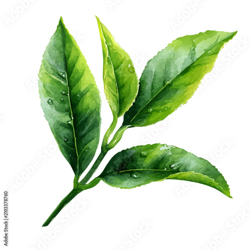 Konstfotografi Stylized watercolor Tea Leaf vector, modern artistic illustration with high-quality details on a pure white background