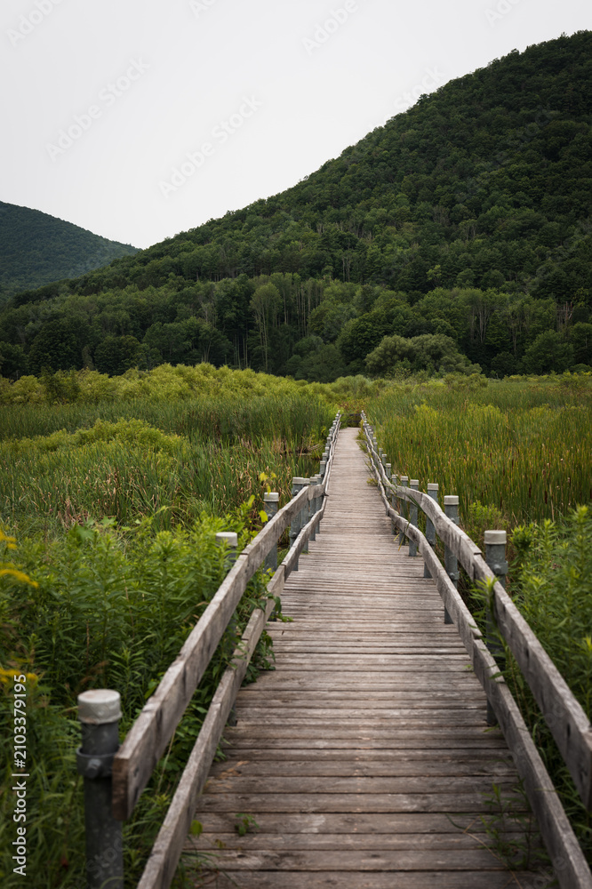 Fototapeta premium West Rutland Marsh Wildlife Refuge boardwalk summer landscape in Rutland County, Vermont, USA