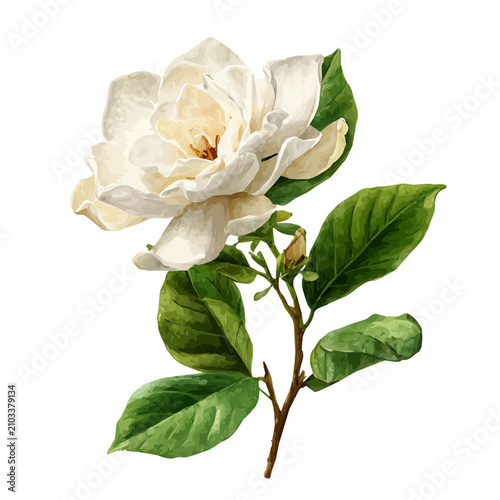 Принти на полотні Gardenia Flower watercolor artwork, high-quality professional vector illustration isolated on a white background