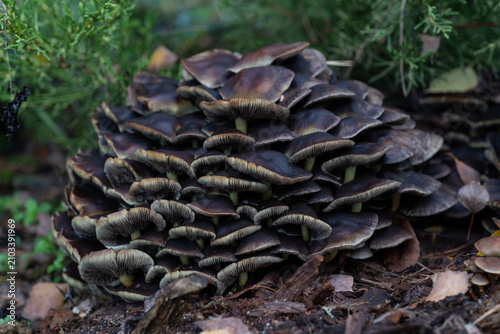 Quadro su tela Large colony of brown mushrooms covering a rotting log in a damp forest environment