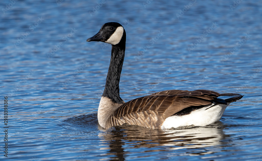 Fototapeta premium Canada goose on water