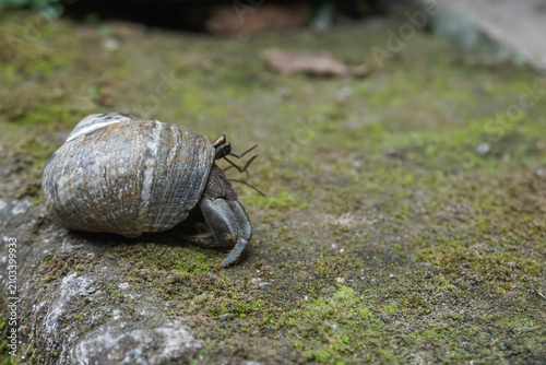 Fotografie A detailed close-up shot of a small terrestrial hermit crab crawling out of its shell on a green mossy rock surface