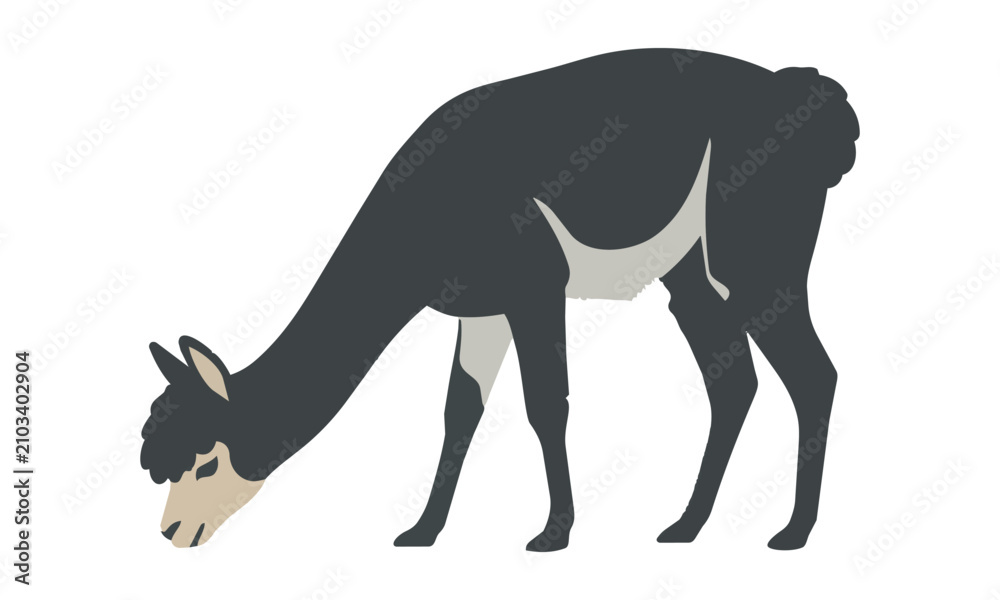 Obraz premium Minimalist silhouette of an alpaca standing in profile with a whimsical tufted topknot on a solid white background, flat animal character concept