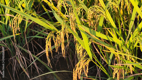 Canvastavla Golden rice grains ripen on stalks in a vibrant green paddy field under sunlight