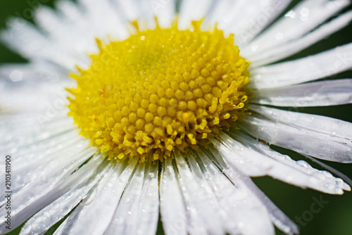 Konstfotografi Macro detail of white daisy petals with morning dew drops botanical moisture