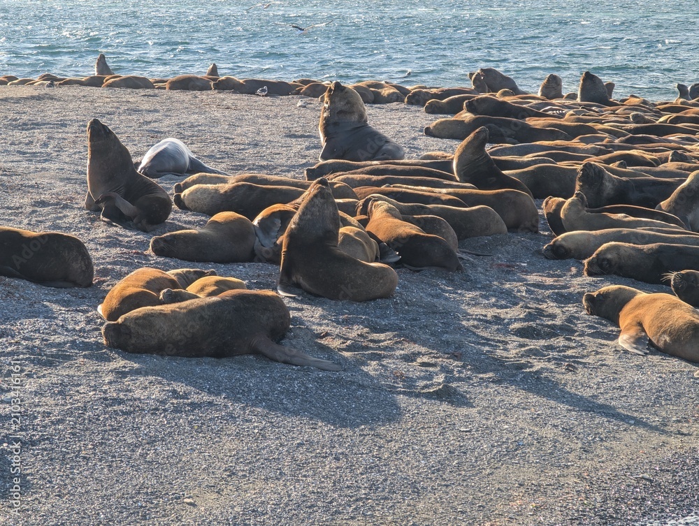 Fototapeta premium Upright Sea Lions Among Resting Colony on Gravel Beach