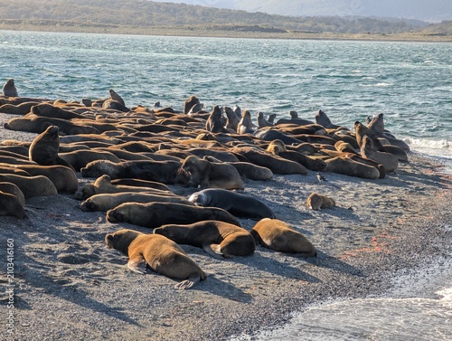 Photography Dense Sea Lion Colony Resting on Sunlit Gravel Shore