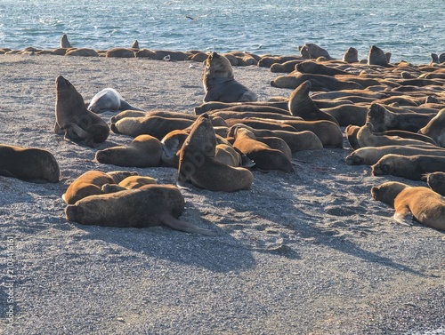 Canvas Print Upright Sea Lions Among Resting Colony on Gravel Beach