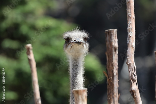 Foto ostrich peering over a wooden stick fence (macro, close-up, sunshine) 5065