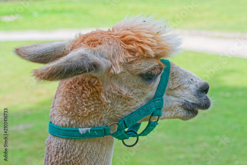 Konstfotografi Profile of a brown alpaca with a green halter in a grassy outdoor setting