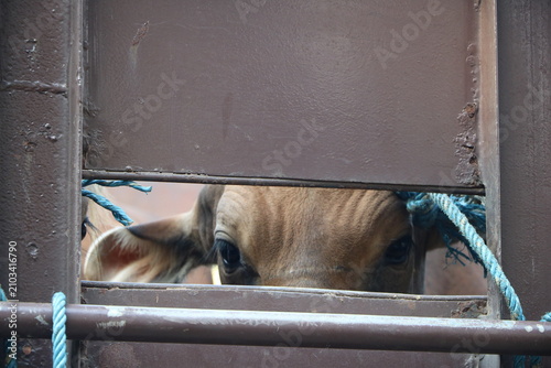 Fotografía Close up View of a Cow Looking Through the Gap of a Truck Cage During Livestock