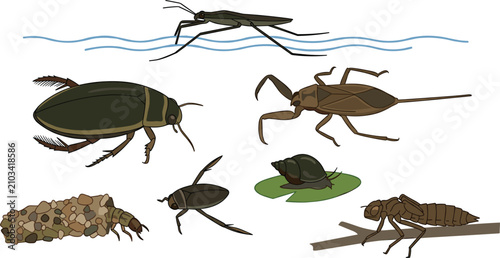 Canvastavla Freshwater Aquatic Insects and Pond Bugs Vector Illustration Set Featuring Water