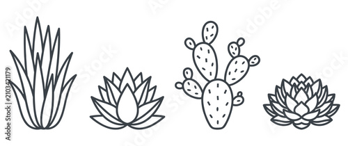 Foto Succulent plants line art.
