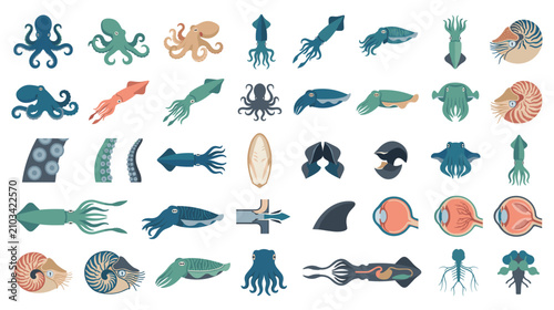 Foto Collection of various marine cephalopod and parts.