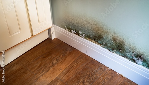 mold growth observed in a corner of a room with wooden flooring and a kitchen wall during a home inspection
