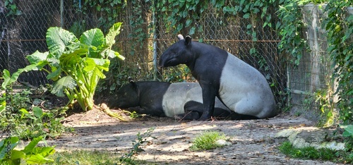 Konstfotografi Malayan tapir resting in tis enclosure at a zoo, endangered wildlife