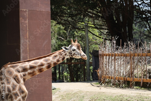 reticulated giraffe, head-and-shoulders, large, irregular spots, distinct white lines (close-up, three-quarter-profile) 5094