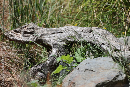 Фотография weathered driftwood, old tree trunk resembling animal, distinctive, shape from n