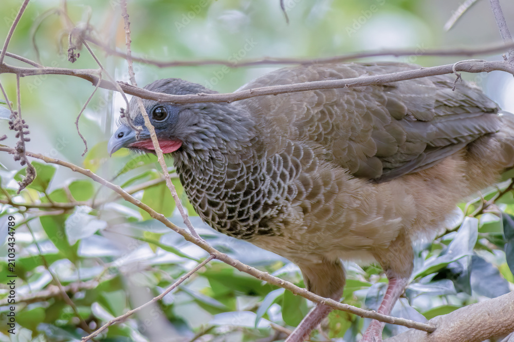 Obraz premium A Colombian chachalaca walking among the branches of a tree